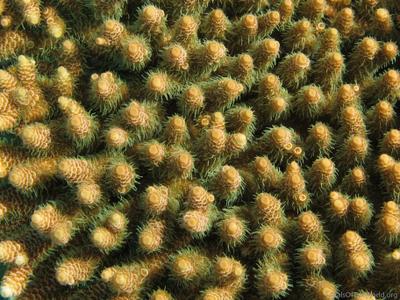 CotW: Acropora millepora