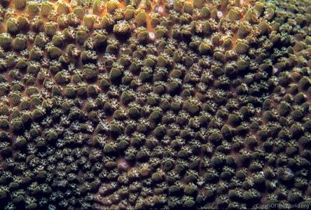 CotW preview: Acropora minuta