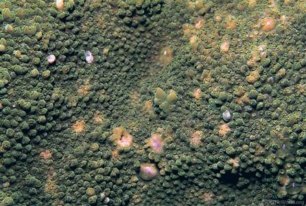 CotW: Acropora minuta