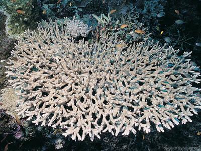 CotW preview: Acropora mirabilis