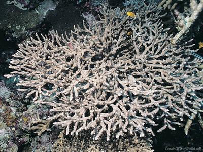 CotW: Acropora mirabilis