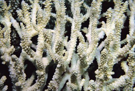 CotW: Acropora mirabilis