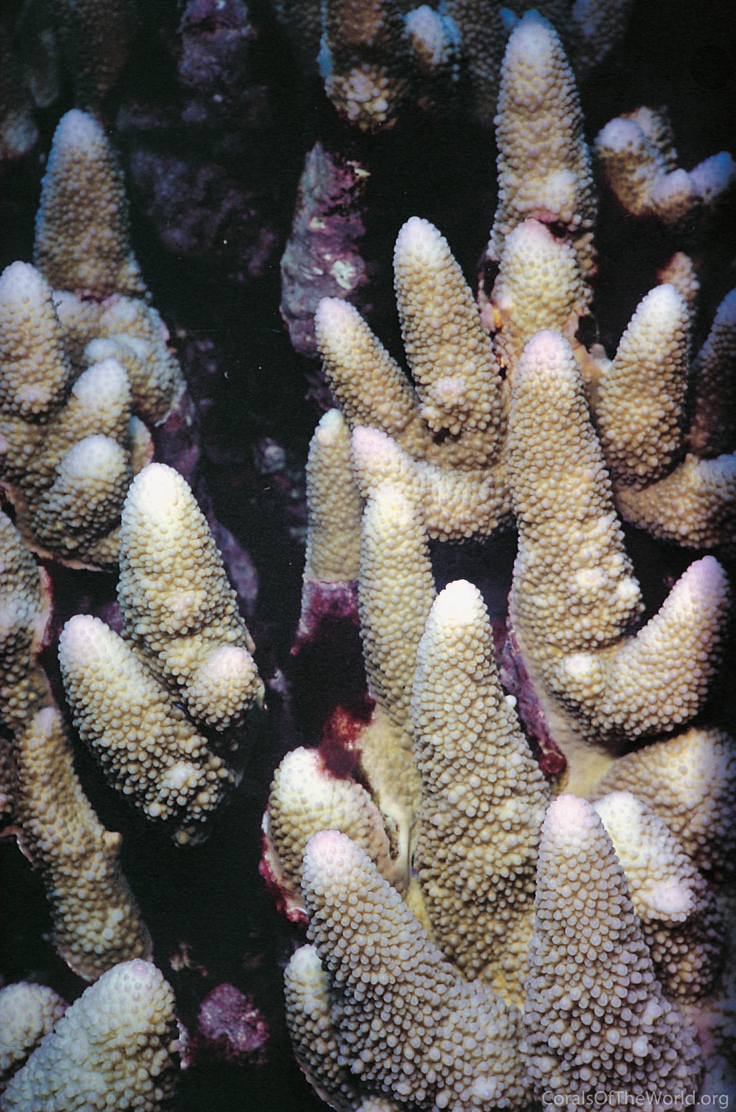Acropora monticulosa