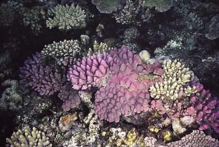 CotW preview: Acropora monticulosa
