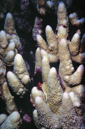 CotW: Acropora monticulosa