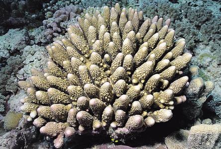 CotW: Acropora monticulosa