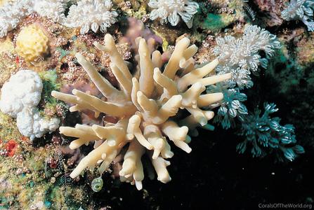 CotW preview: Acropora multiacuta