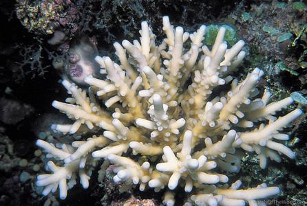 CotW preview: Acropora multiacuta
