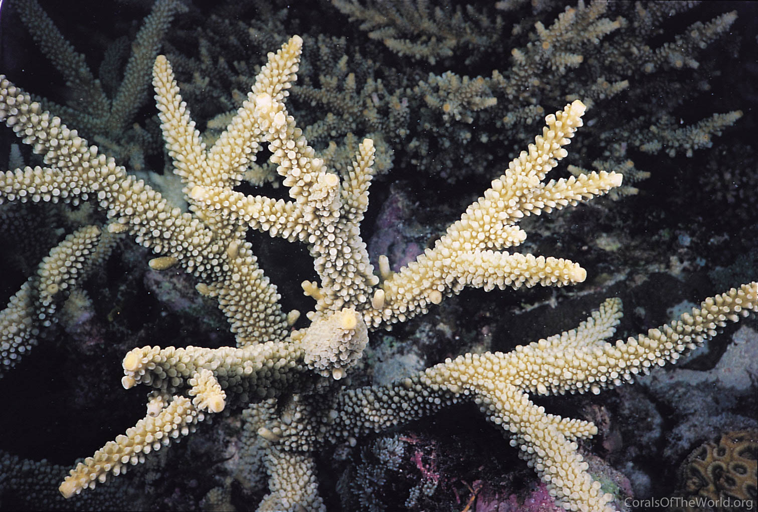 Acropora muricata