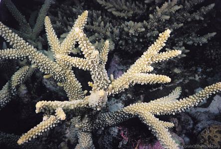 CotW preview: Acropora muricata