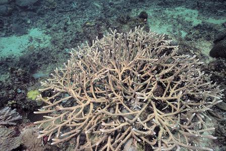 CotW: Acropora muricata