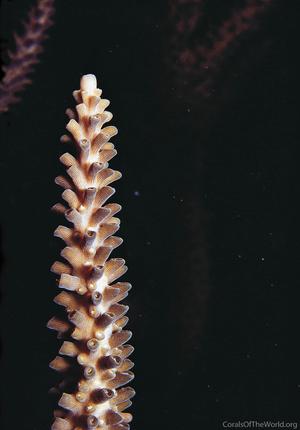 CotW: Acropora muricata