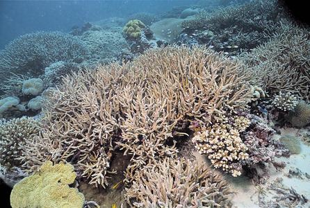 CotW: Acropora muricata