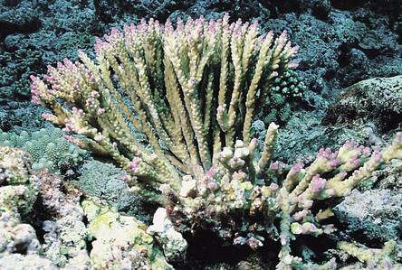 CotW: Acropora nana