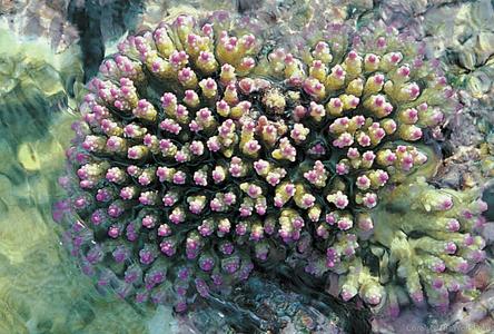 CotW: Acropora nana
