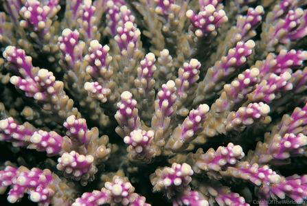 CotW: Acropora nana
