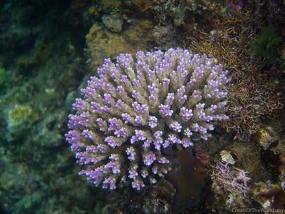 CotW: Acropora nana