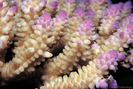 Acropora nasuta