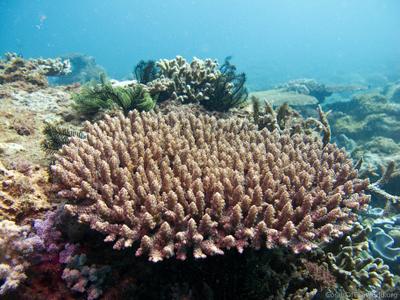 CotW: Acropora nasuta