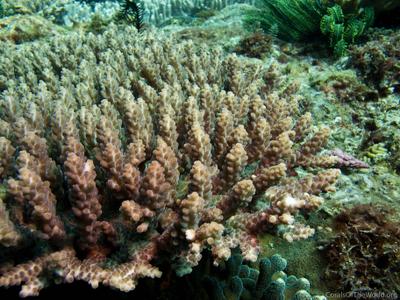 CotW: Acropora nasuta