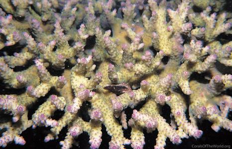 Acropora natalensis