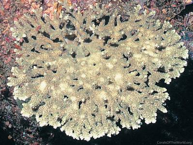 CotW preview: Acropora natalensis