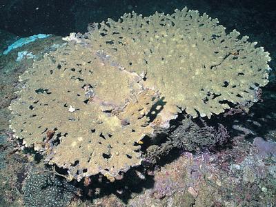 CotW: Acropora natalensis
