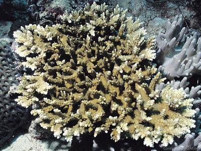 CotW: Acropora natalensis