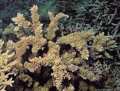 CotW preview: Acropora navini
