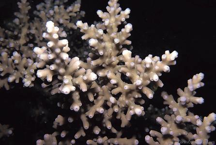 CotW: Acropora navini