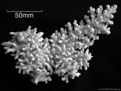 CotW: Acropora navini