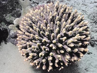 CotW preview: Acropora ocellata