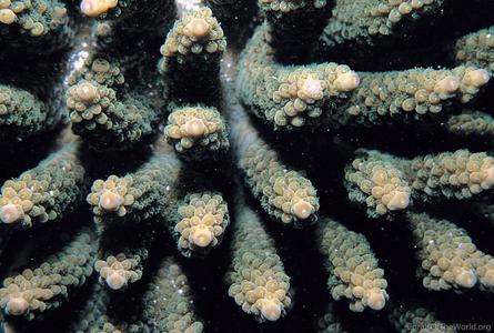 CotW: Acropora ocellata