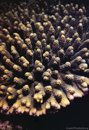 CotW: Acropora ocellata