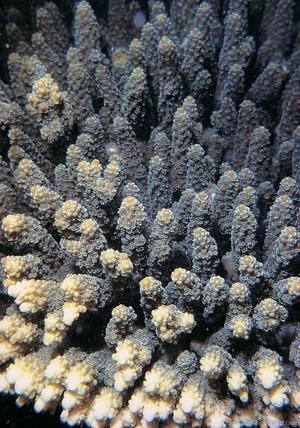 CotW: Acropora ocellata