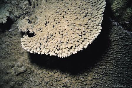Acropora orbicularis