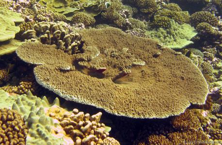 CotW: Acropora orbicularis