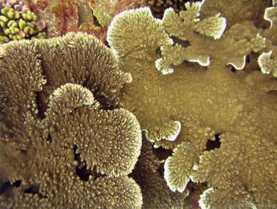 CotW: Acropora orbicularis