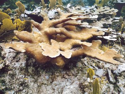 CotW preview: Acropora palmata