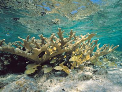 CotW: Acropora palmata