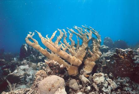 CotW: Acropora palmata