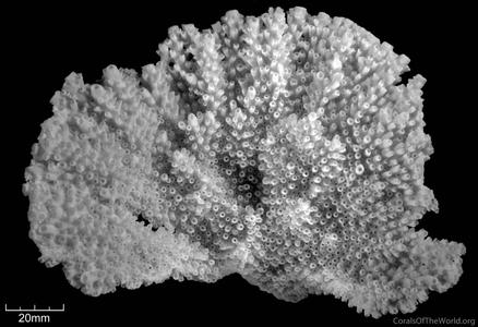 CotW: Acropora palmata