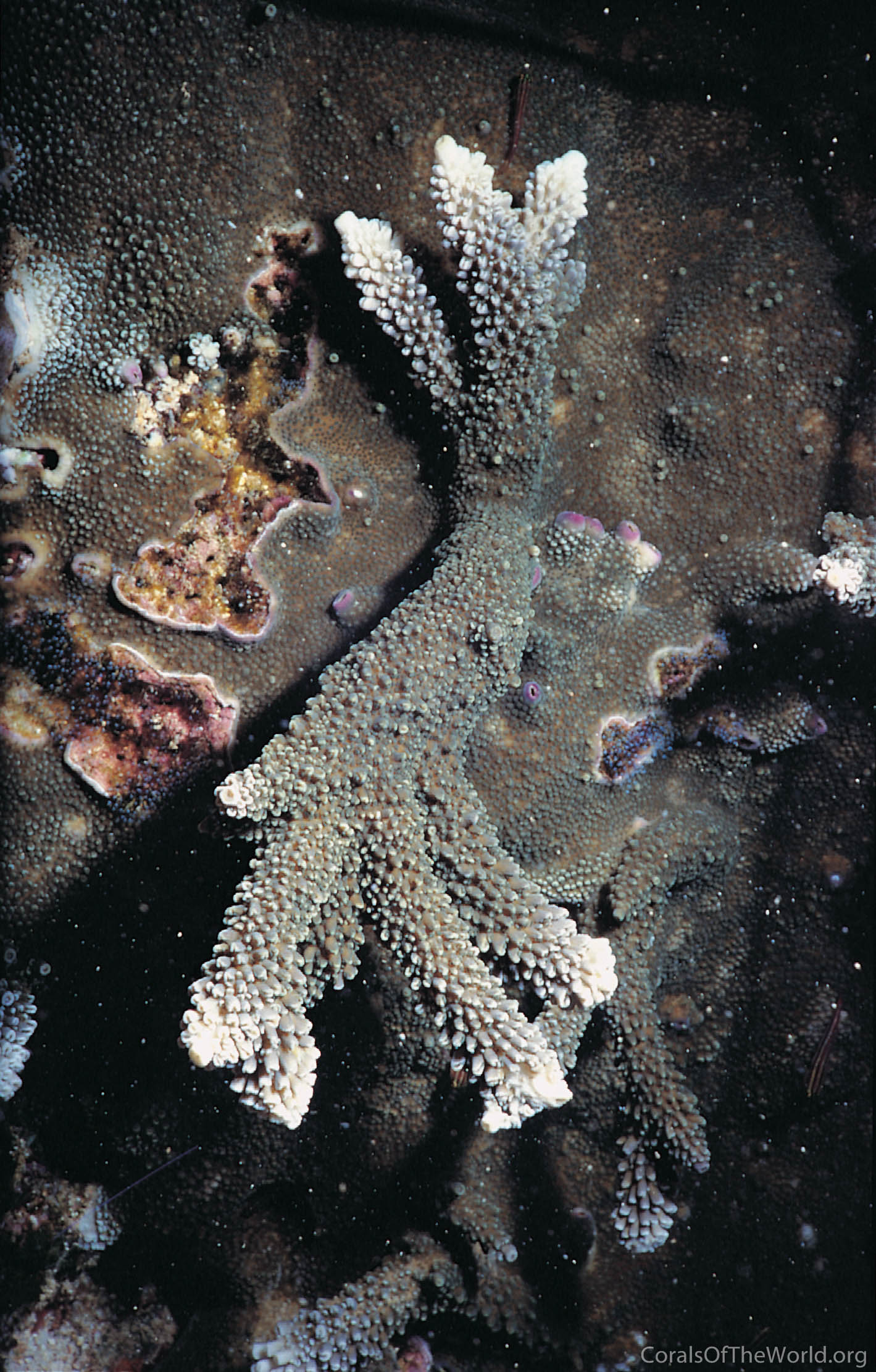 Acropora palmerae