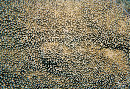 CotW preview: Acropora palmerae