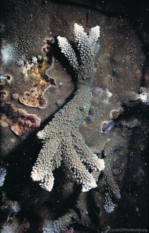 CotW: Acropora palmerae