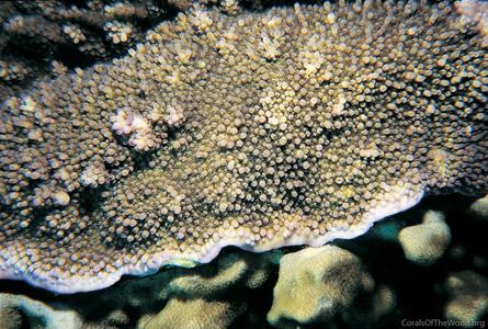 CotW: Acropora palmerae