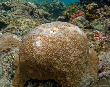 CotW: Acropora palmerae