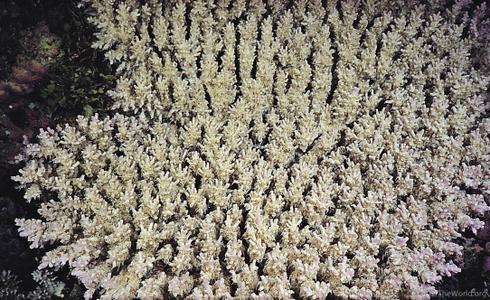 CotW preview: Acropora paniculata