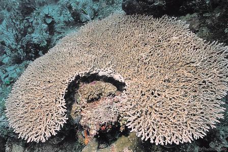 CotW preview: Acropora paniculata