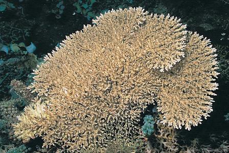 CotW: Acropora paniculata